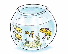 fish