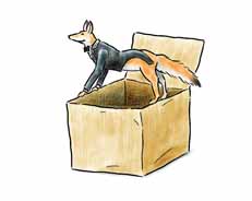 fox